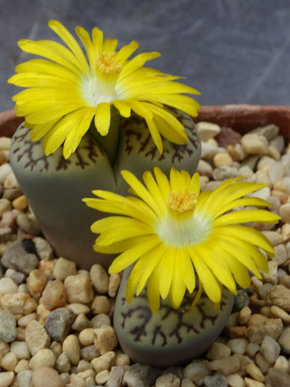 Lithops bromfieldii var. mennellii flowers