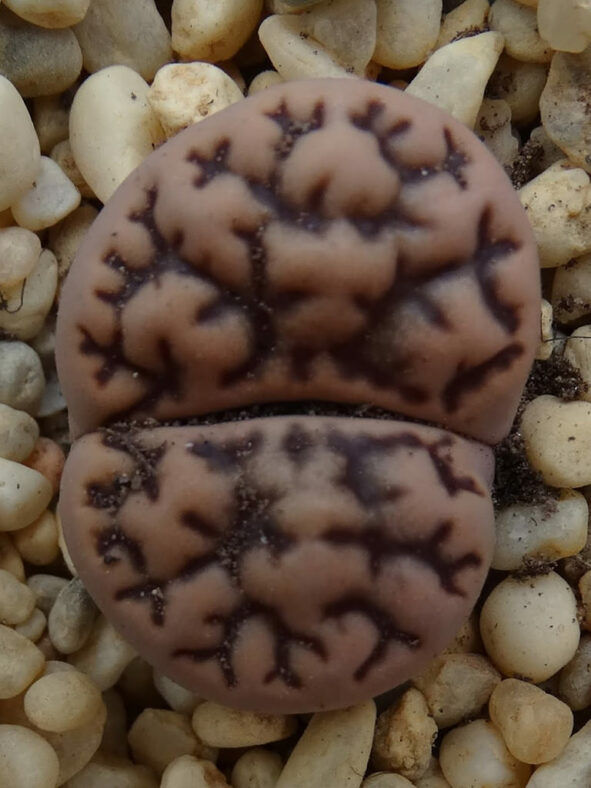 Lithops bromfieldii var. mennellii