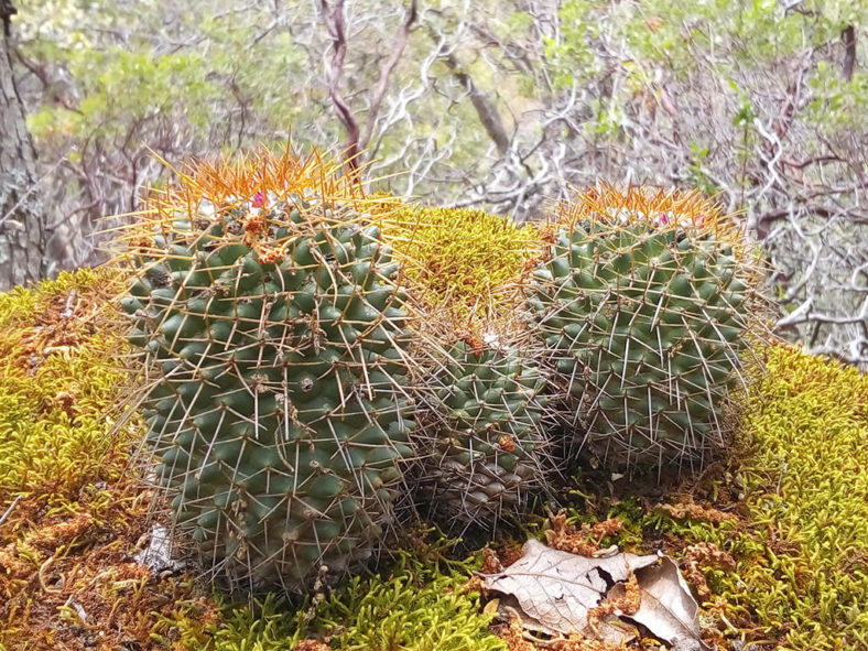 Mammillaria polythele subsp. obconella