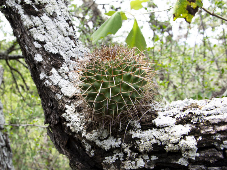 Mammillaria polythele subsp. obconella