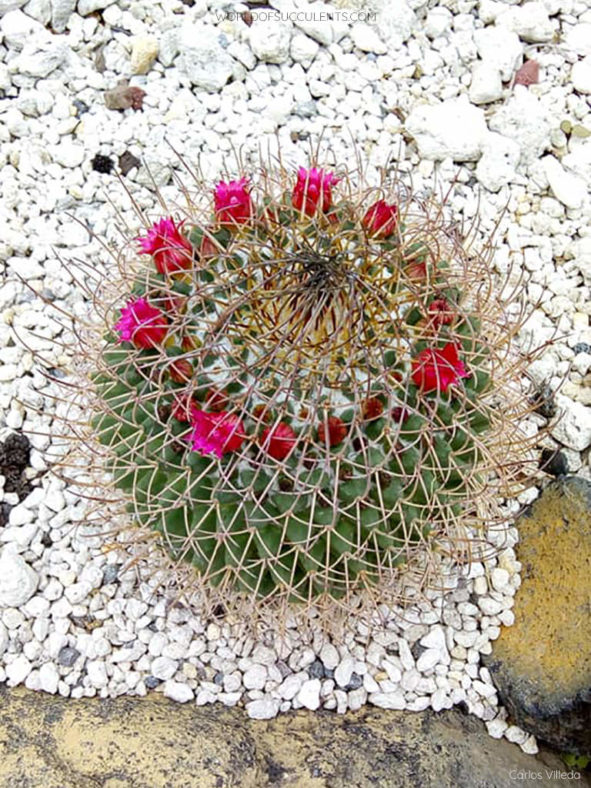 Mammillaria polythele subsp. obconella