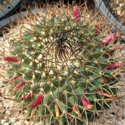 Mammillaria polythele subsp. obconella - World of Succulents