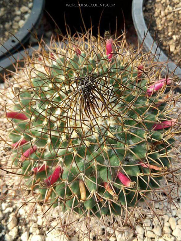 Mammillaria polythele subsp. obconella