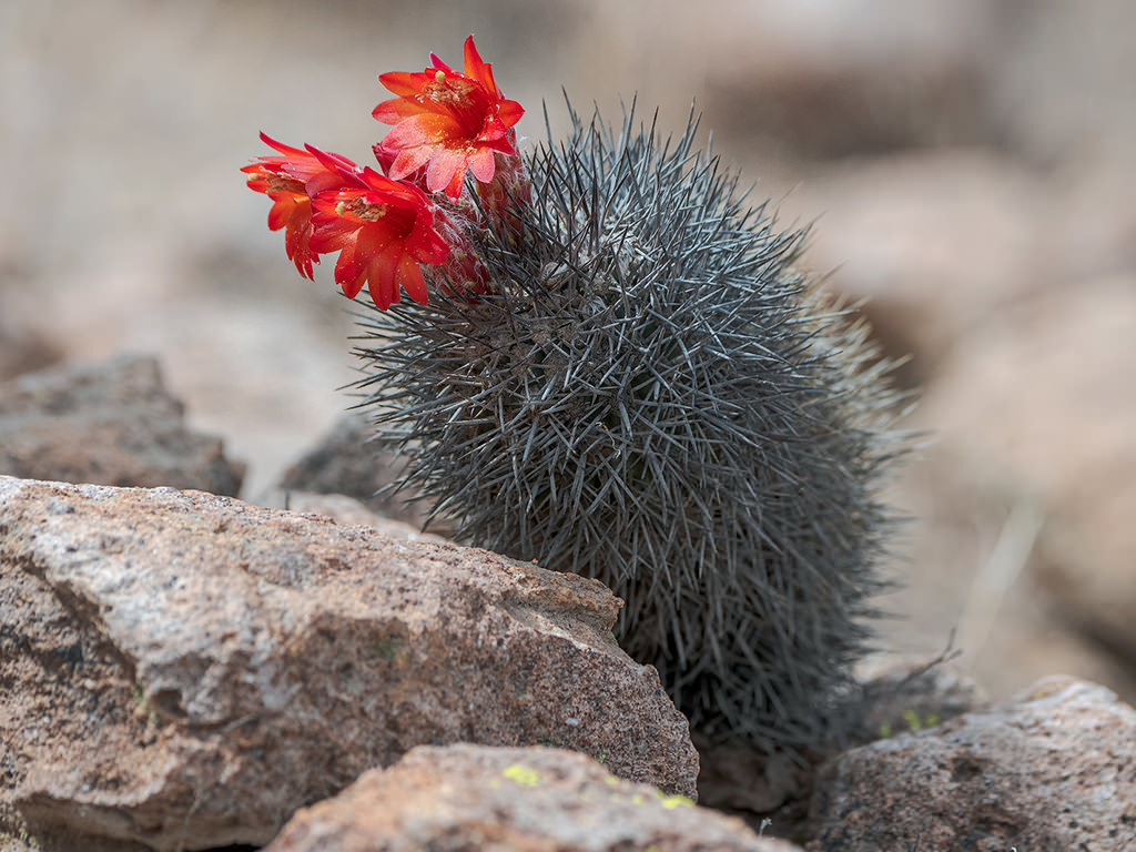 Oreocereus hempelianus in bloom