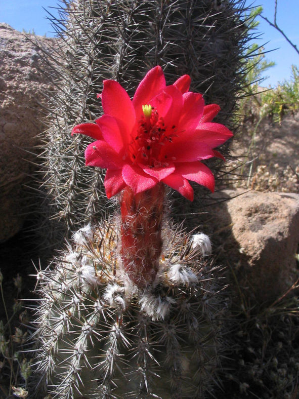 Oreocereus hempelianus flower