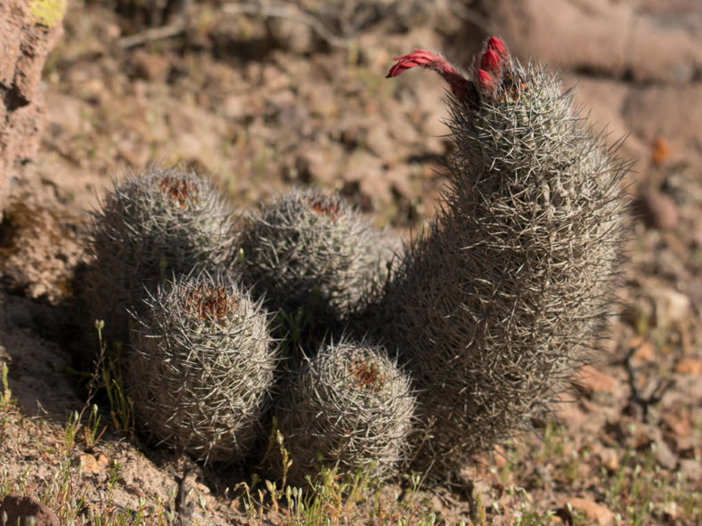 Oreocereus hempelianus clump