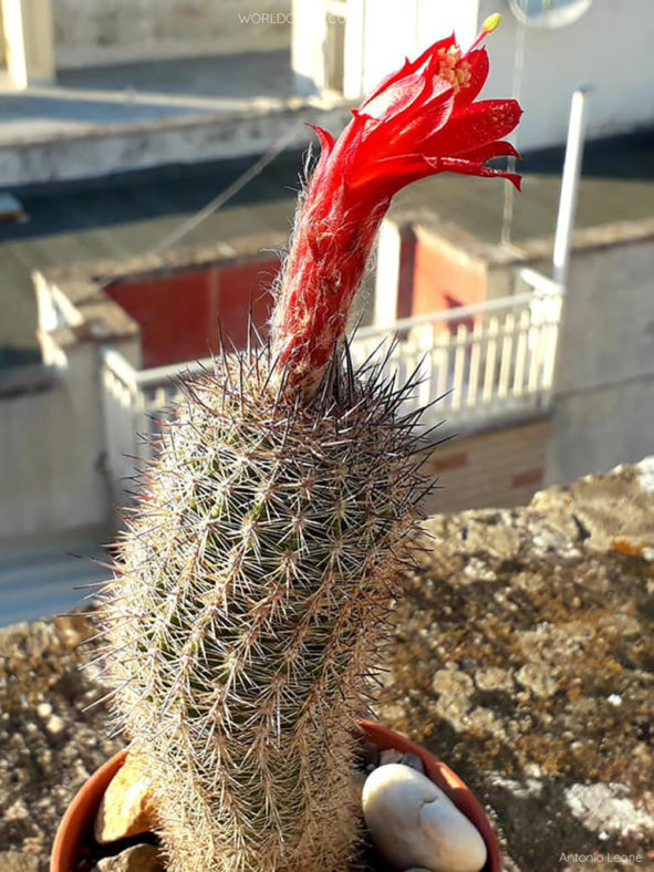 Oreocereus hempelianus in bloom