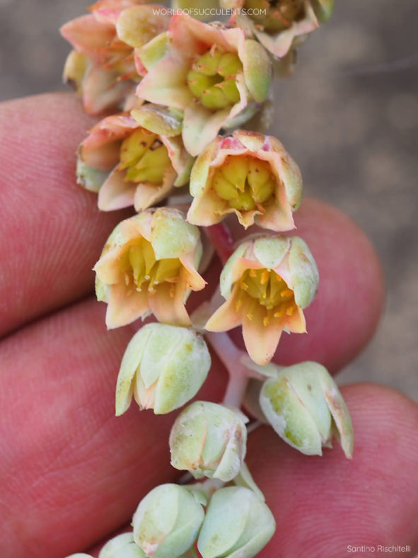 Pachyveria 'Elaine' flowers