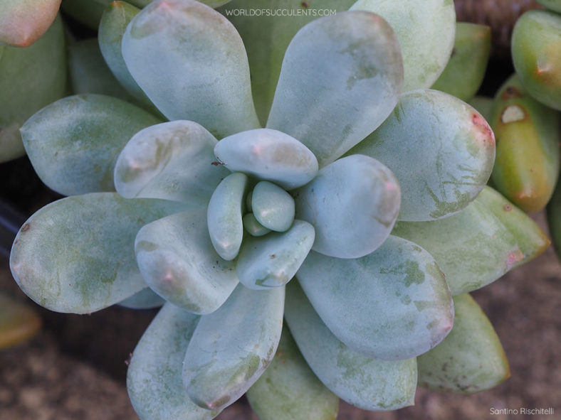 Pachyveria 'Elaine' rosette