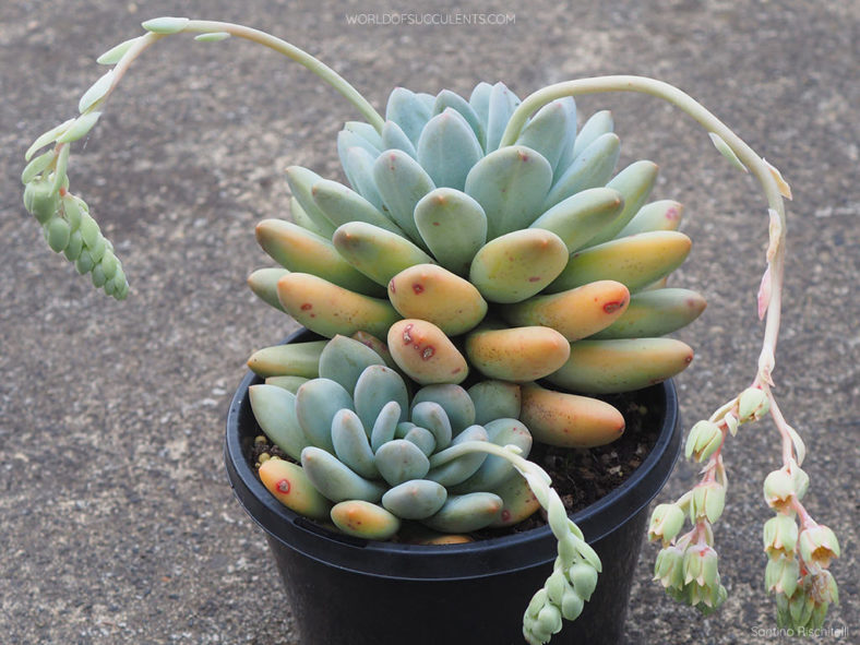 Pachyveria 'Elaine'