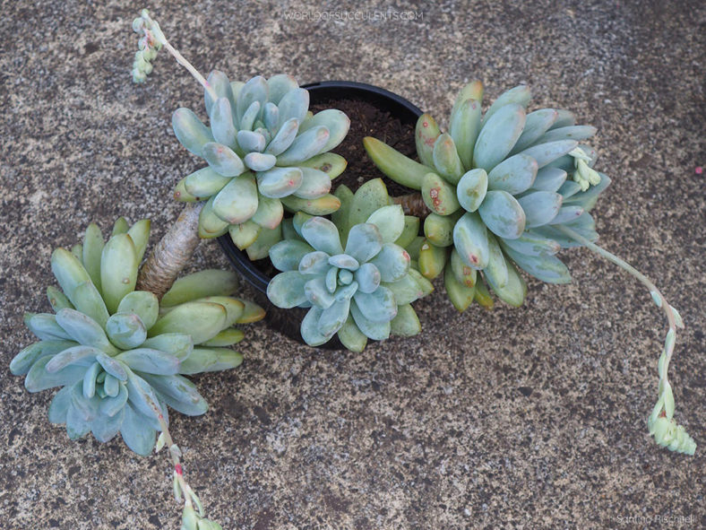 Pachyveria 'Elaine'