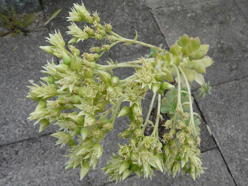 Aeonium gomerense