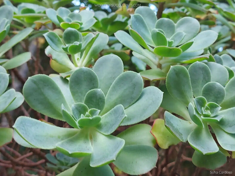 Aeonium gomerense