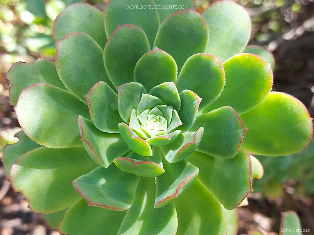 Aeonium gomerense