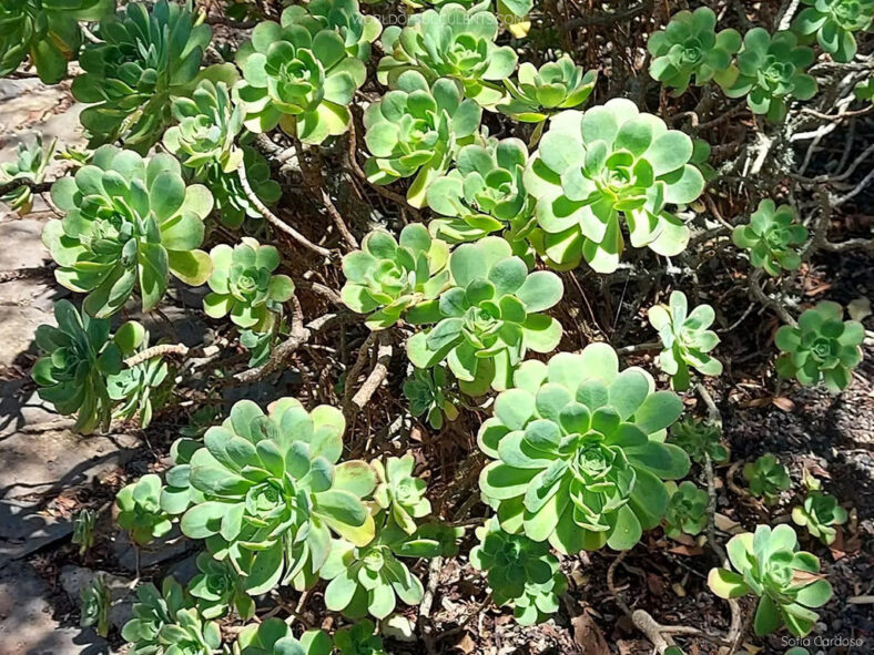 Aeonium gomerense