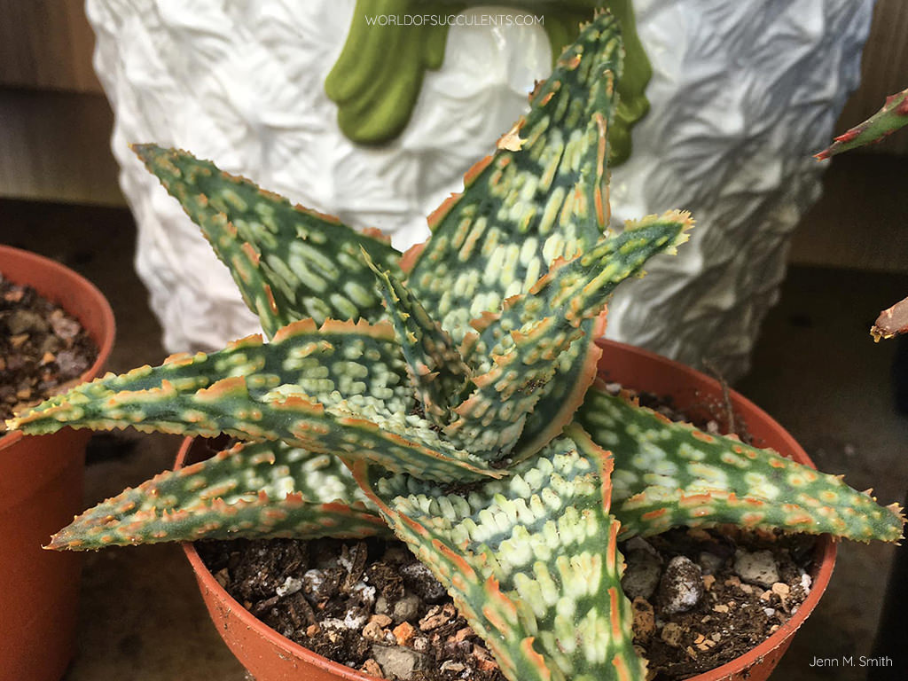 Aloe 'Mauna Loa'