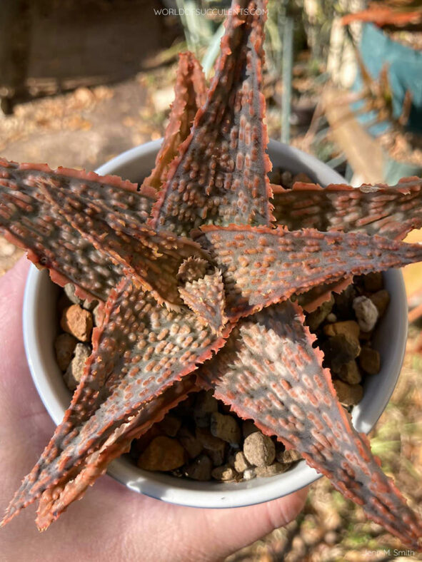 Aloe 'Mauna Loa'