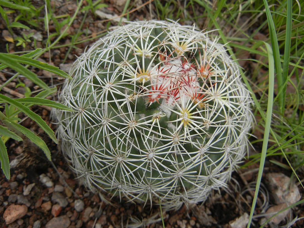 Coryphantha compacta