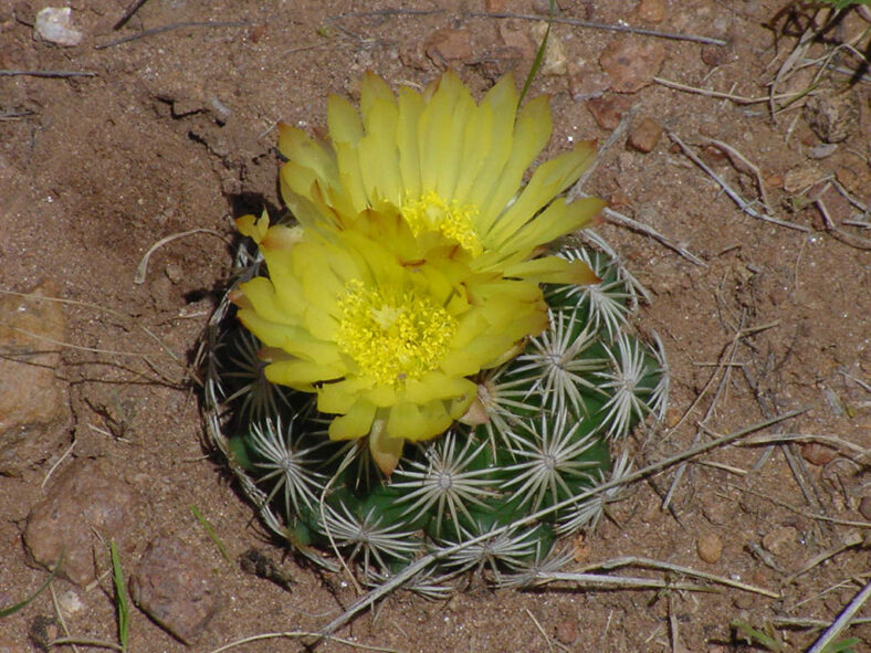 Coryphantha compacta