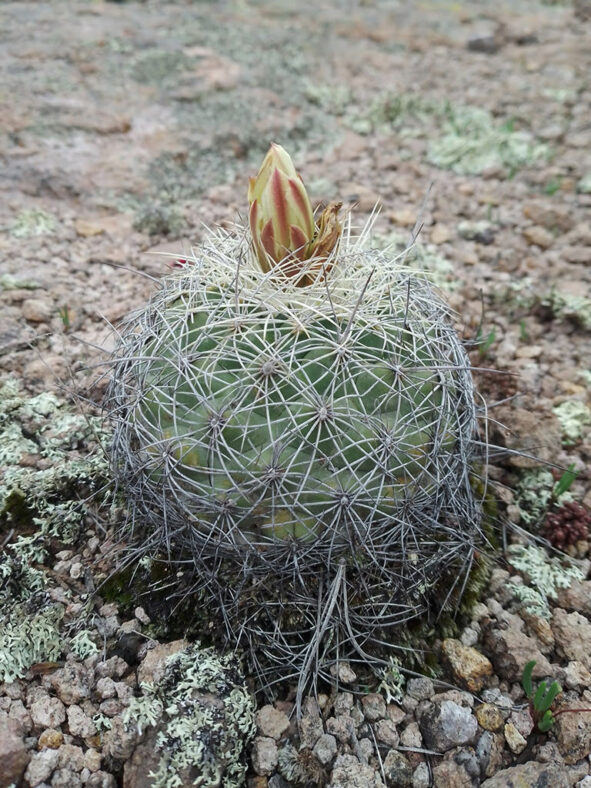 Coryphantha compacta