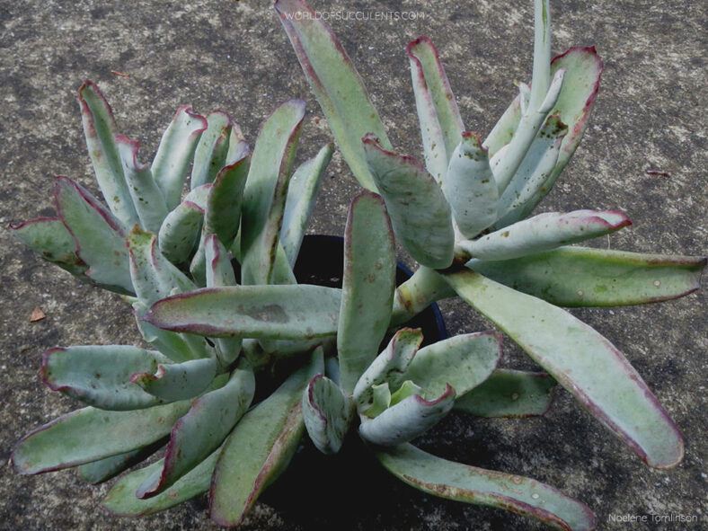 Cotyledon orbiculata var. oblonga 'Octopus' aka Cotyledon orbiculata 'Octopus'