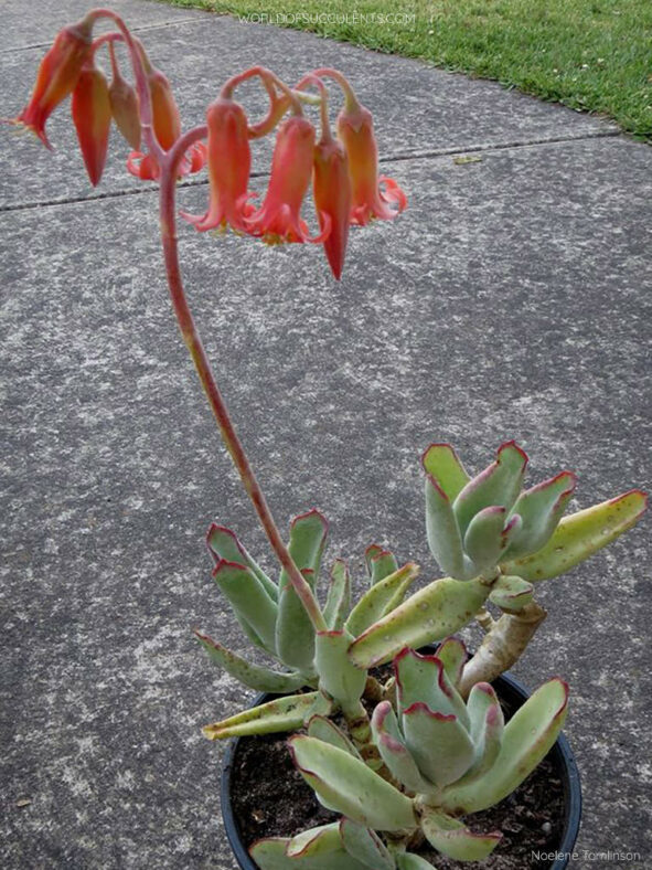 Cotyledon orbiculata var. oblonga 'Octopus' aka Cotyledon orbiculata 'Octopus'