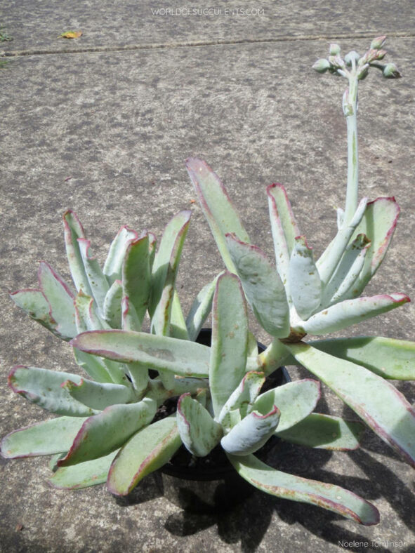 Cotyledon orbiculata var. oblonga 'Octopus' aka Cotyledon orbiculata 'Octopus'