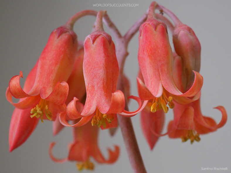 Cotyledon orbiculata var. oblonga 'Octopus' aka Cotyledon orbiculata 'Octopus'