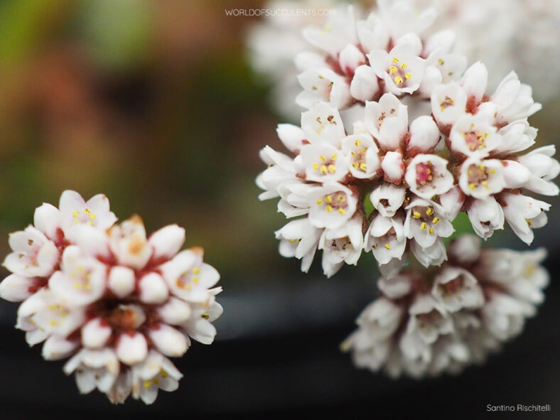 Crassula montana subsp. quadrangularis