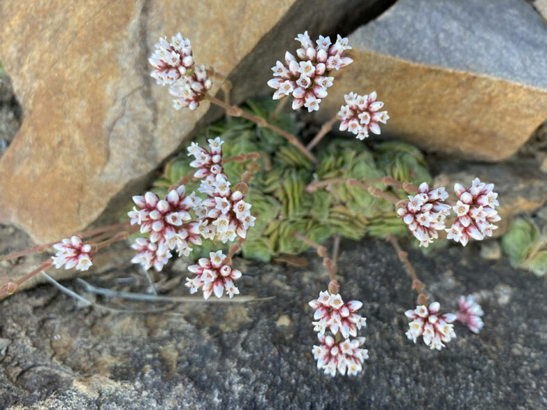 Crassula montana subsp. quadrangularis