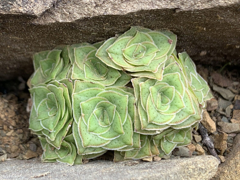 Crassula montana subsp. quadrangularis