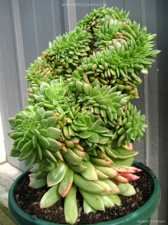 Echeveria 'Gilva Cristata'