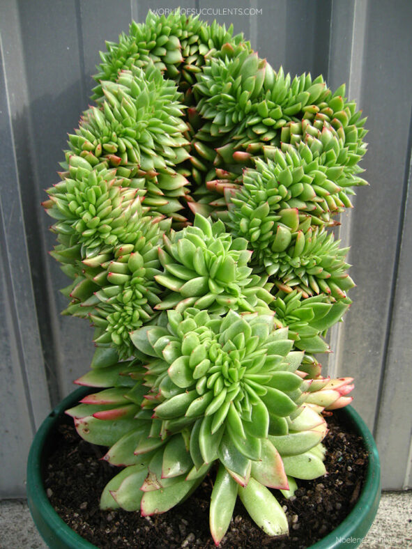 Echeveria 'Gilva Cristata'