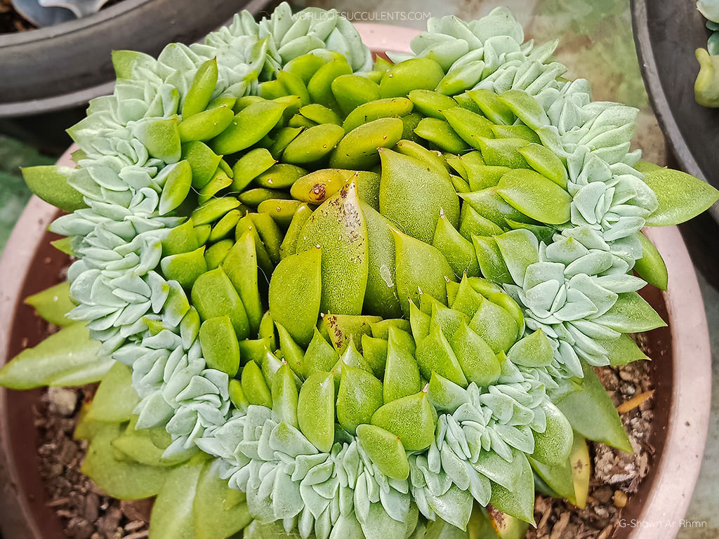 Echeveria 'Gilva Cristata'