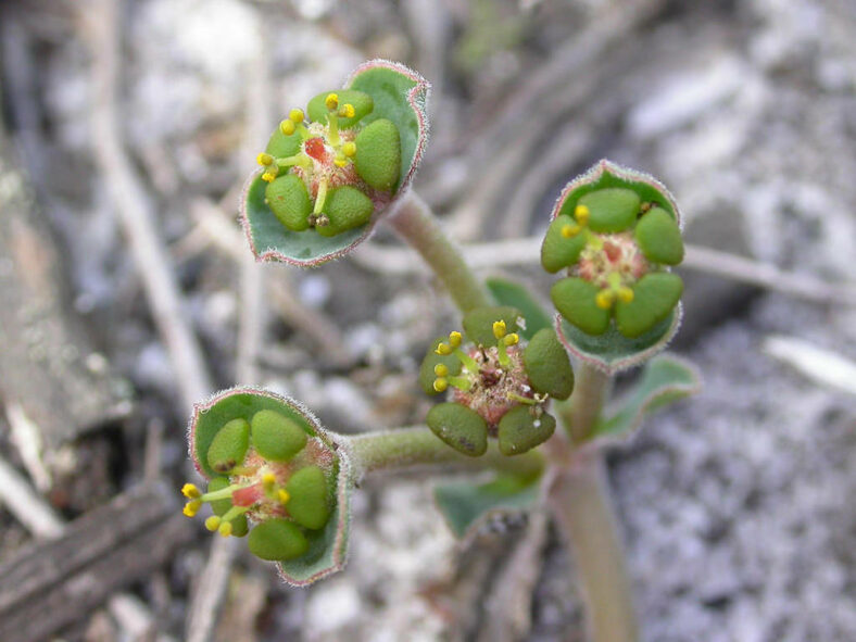 Euphorbia tuberosa (Tuber Milkball) flowers