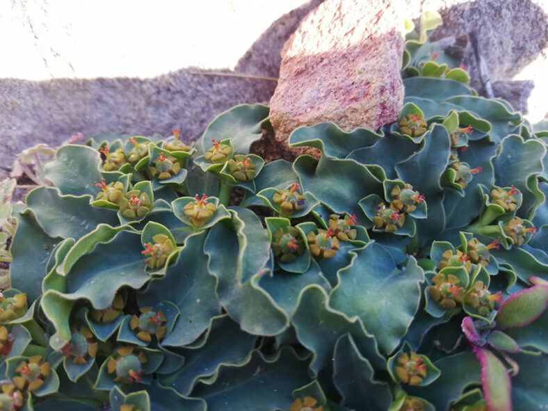 Euphorbia tuberosa (Tuber Milkball) in bloom