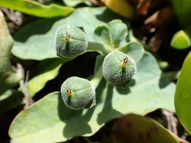 Euphorbia tuberosa (Tuber Milkball) fruits