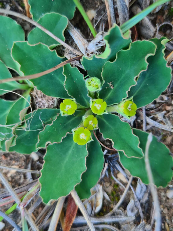 Euphorbia tuberosa (Tuber Milkball) in bloom