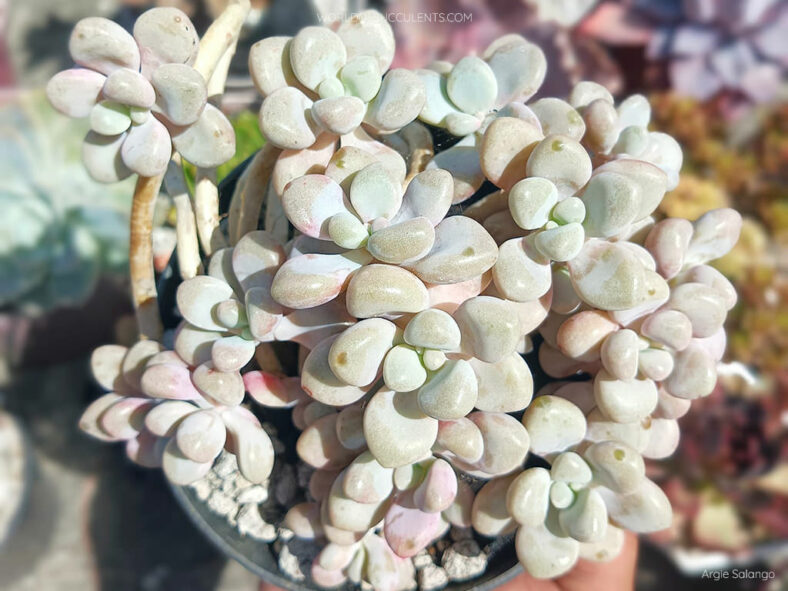 Graptosedum 'Daruma Shu-rei' AKA Graptopetalum 'Daruma Shu-rei' or Graptopetalum 'Ellen'