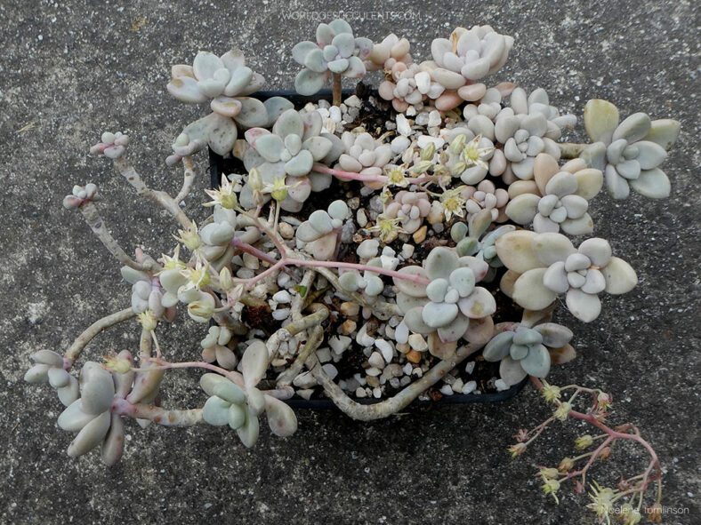 Graptosedum 'Daruma Shu-rei' AKA Graptopetalum 'Daruma Shu-rei' or Graptopetalum 'Ellen'