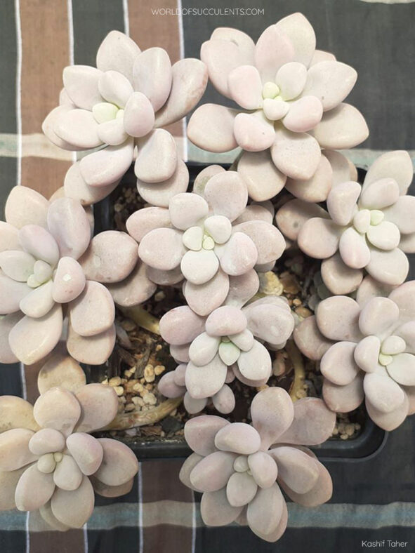 Graptosedum 'Daruma Shu-rei' AKA Graptopetalum 'Daruma Shu-rei' or Graptopetalum 'Ellen'