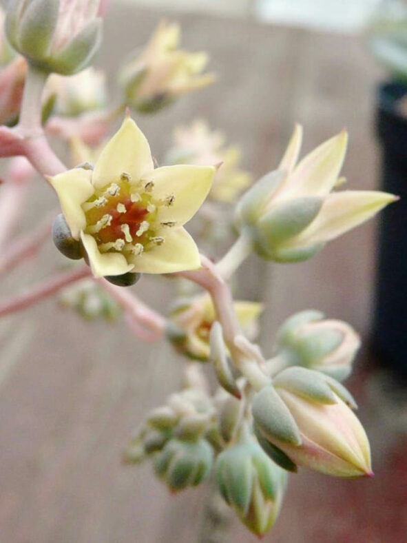 Graptoveria 'Albert Baynes' flowers