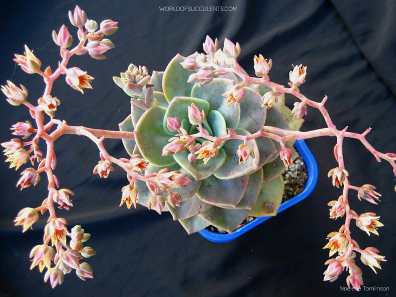 Graptoveria 'Albert Baynes' in bloom