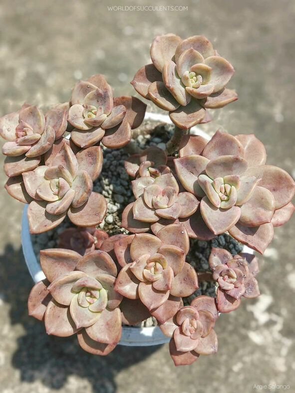 Graptoveria 'Albert Baynes'