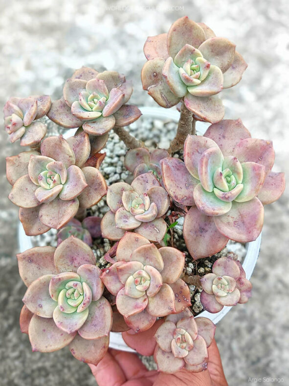 Graptoveria 'Albert Baynes'