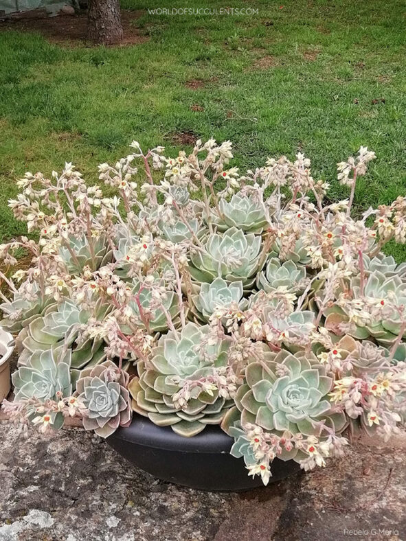 Graptoveria 'Fantome'