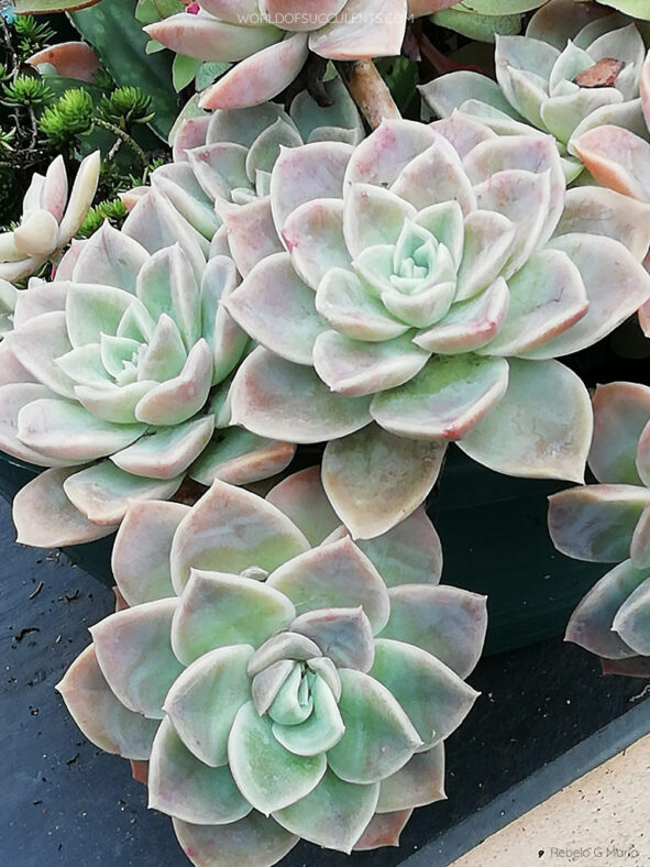 Graptoveria 'Fantome'