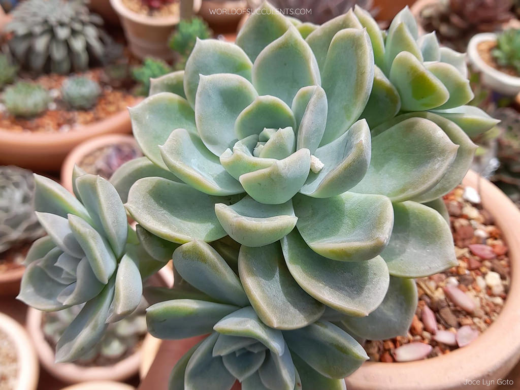 Graptoveria 'Fantome'