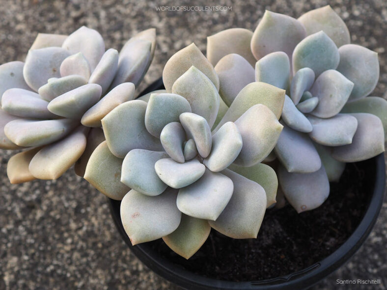 Graptoveria 'Margaret Rose'