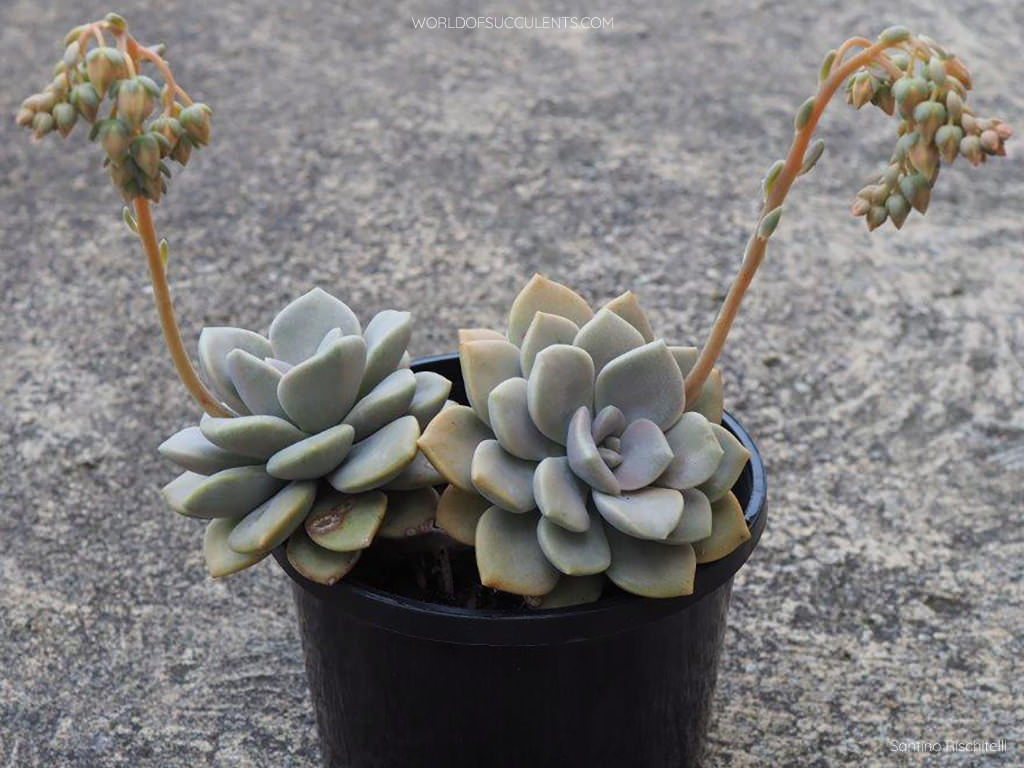 Graptoveria 'Margaret Rose' in bloom